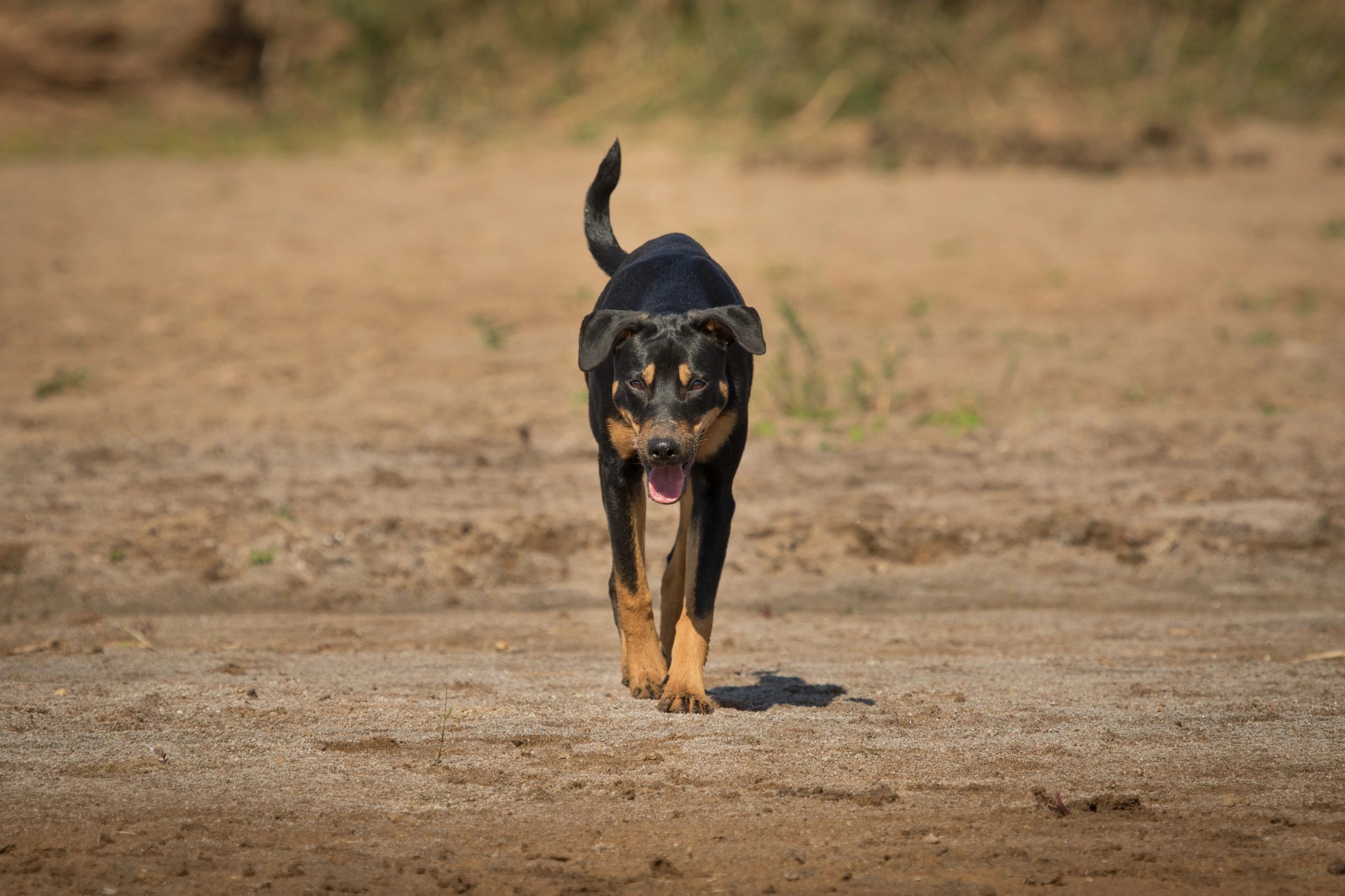 Elegant black dog in an outdoor landscape