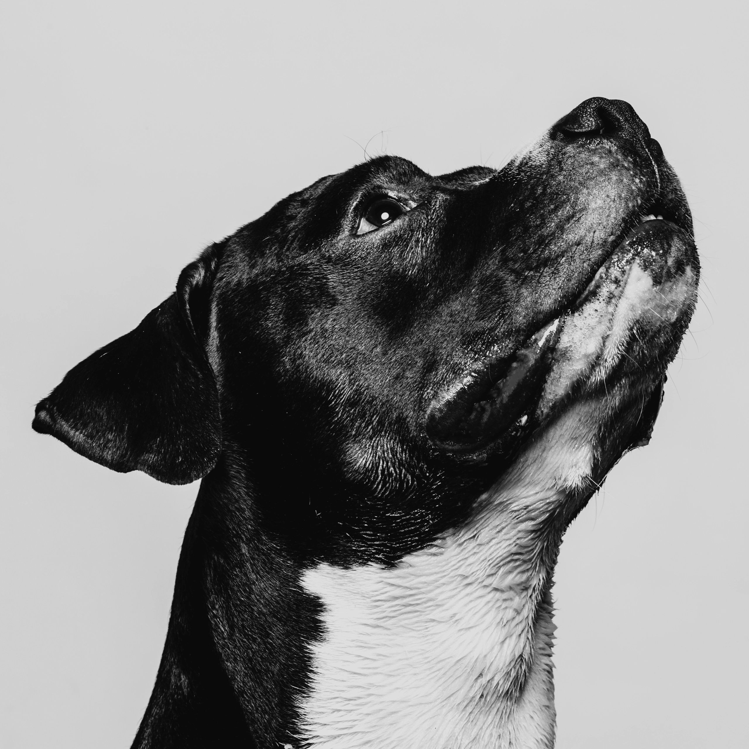 Powerful dog portrait for client review section