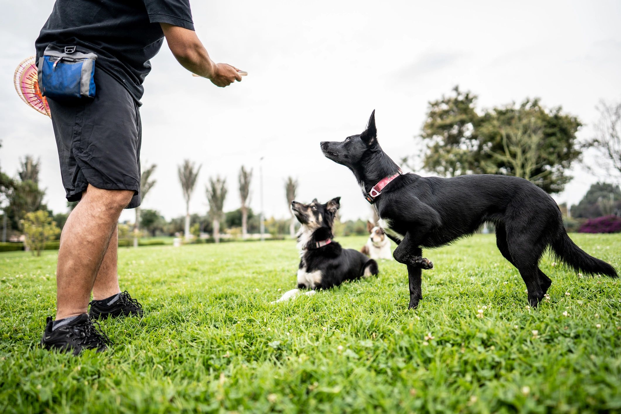 Dog training session outdoors