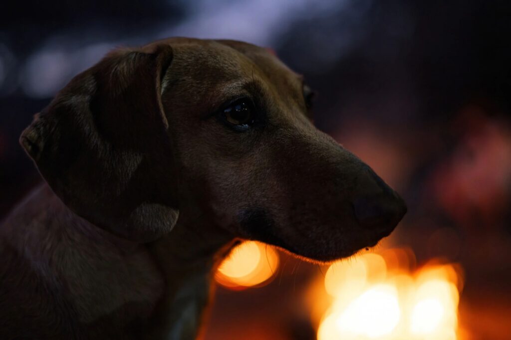 Close-Up of Dog Beside Campfire at Night