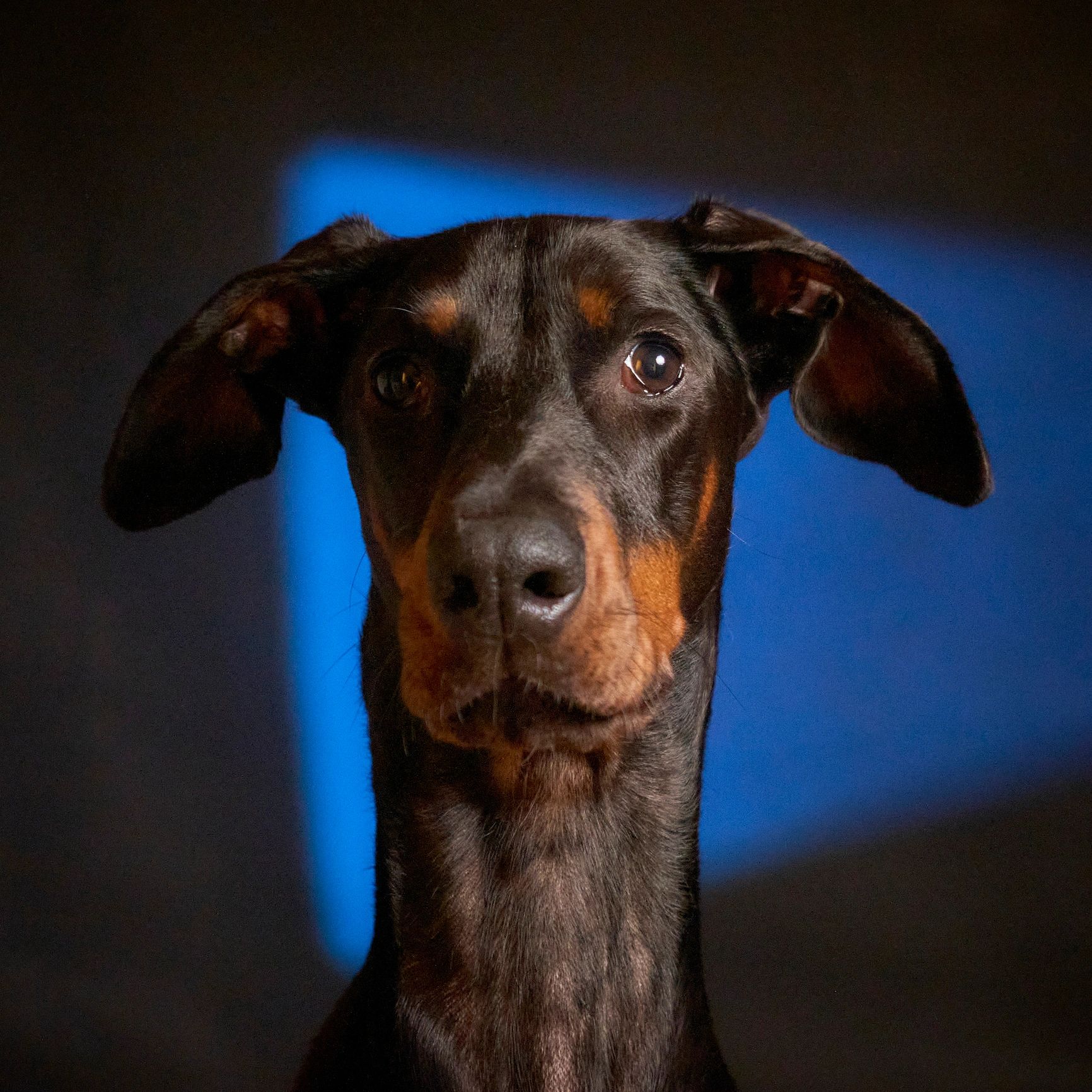 Doberman portrait on black background showing elegance and presence