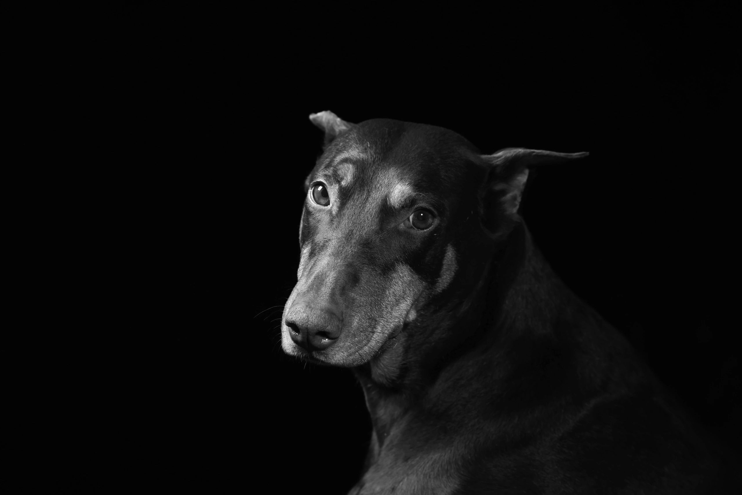 Lavish European Doberman hero portrait