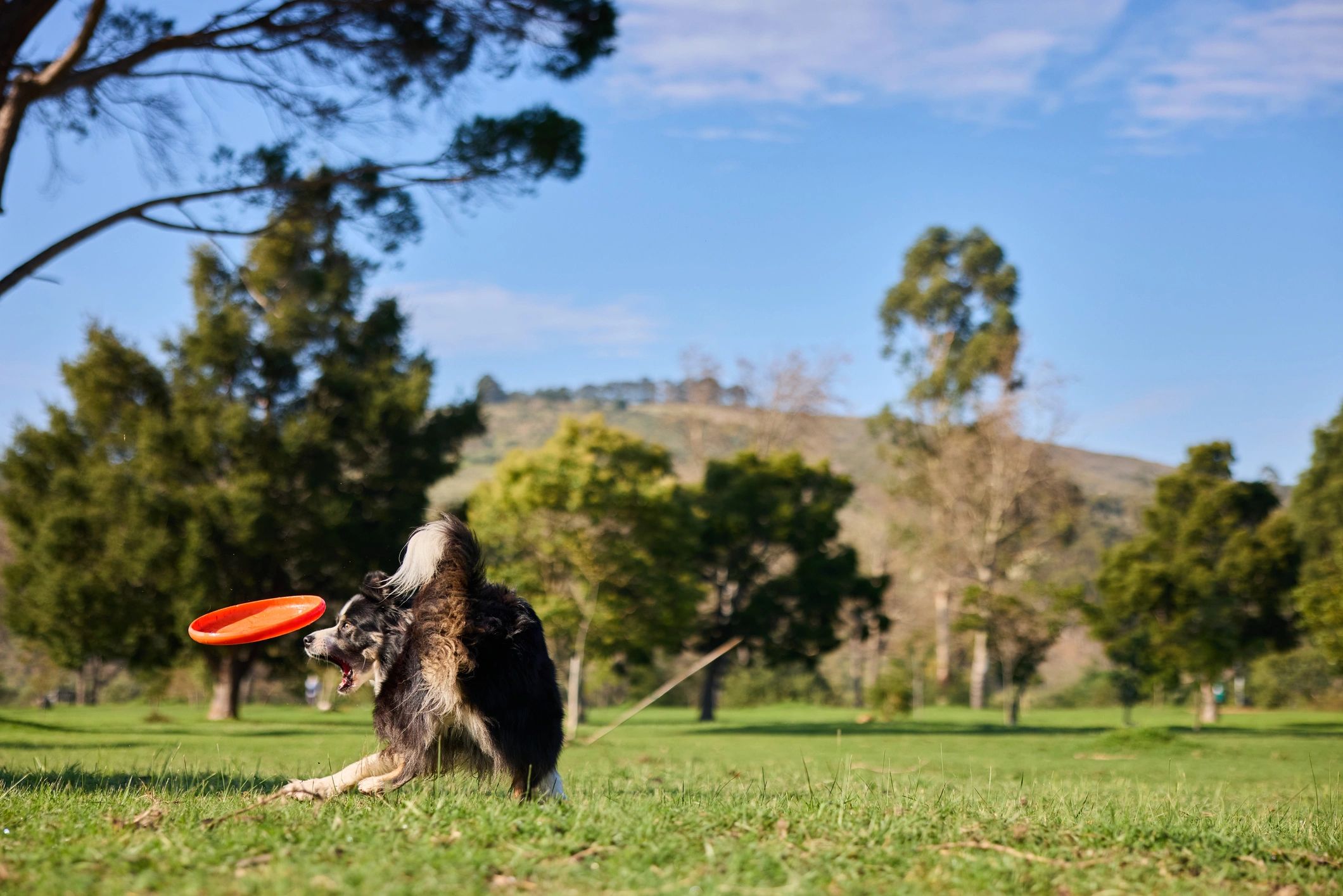 Active Doberman training outdoors
