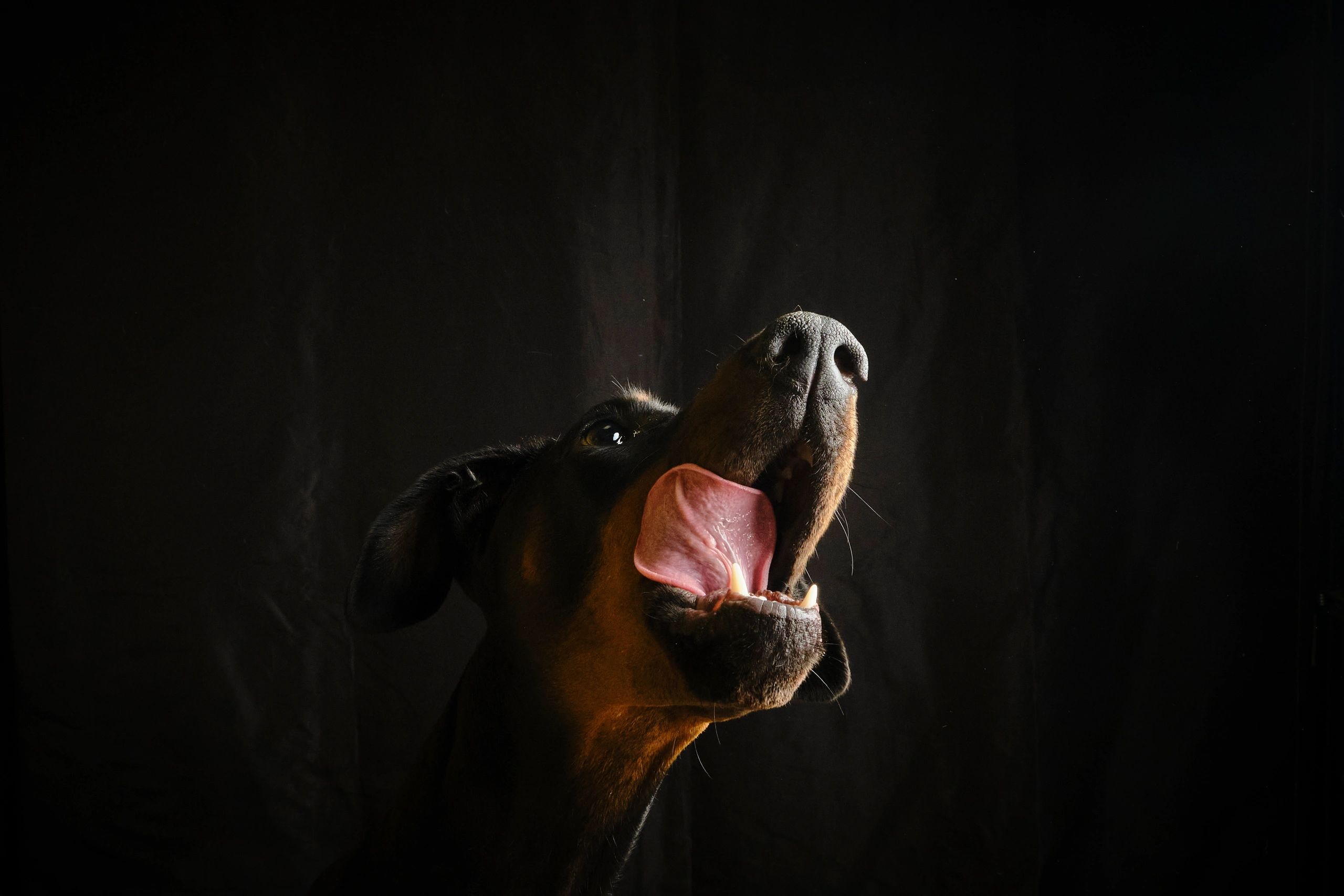 European Doberman standing portrait