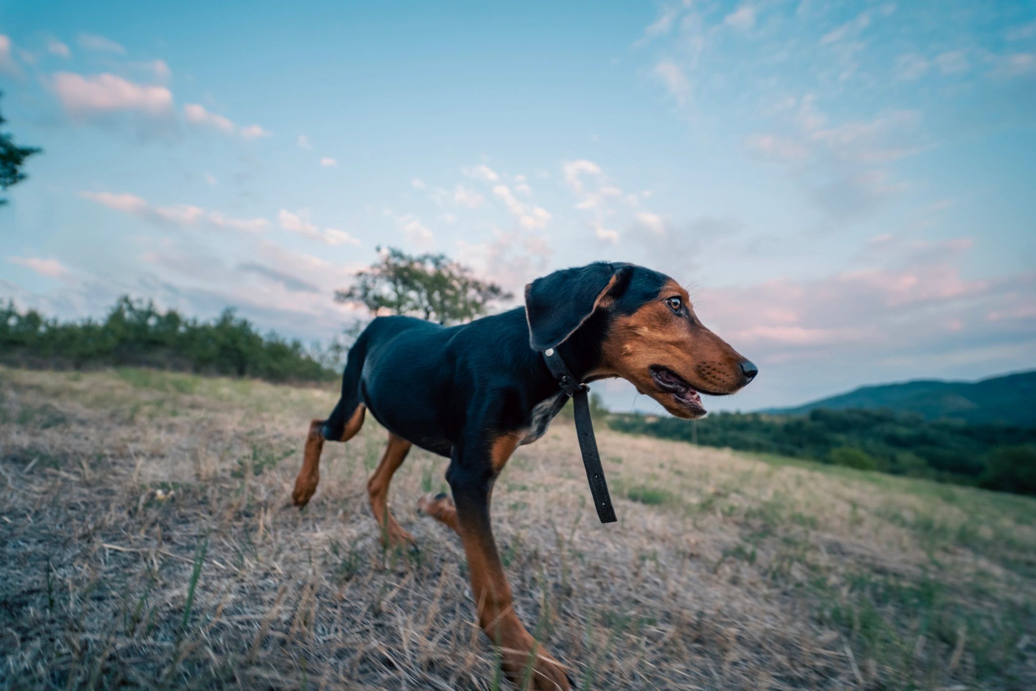 Black and tan Doberman-type dog standing in a field at sunset