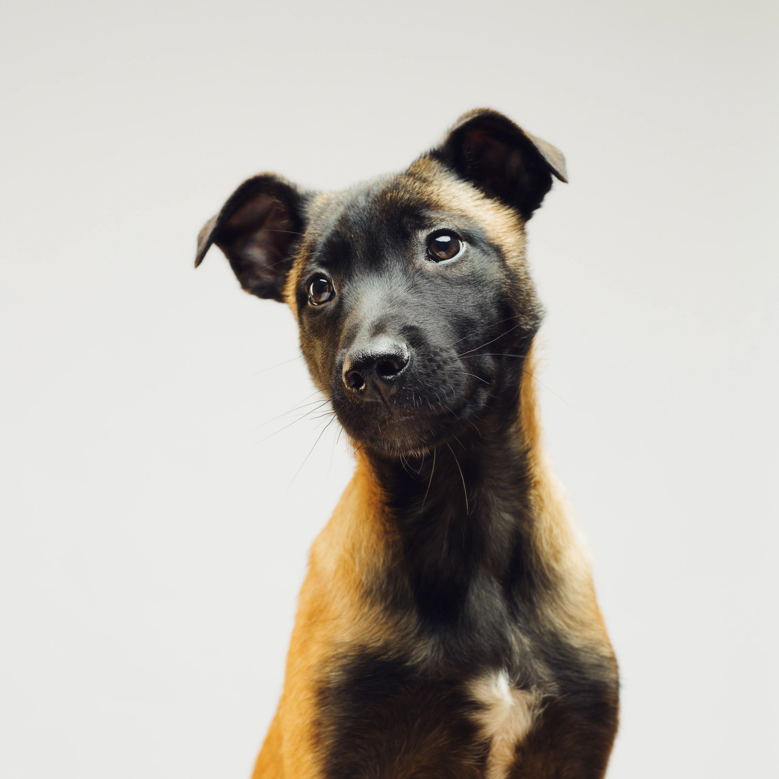 Young puppy portrait representing happy client experience