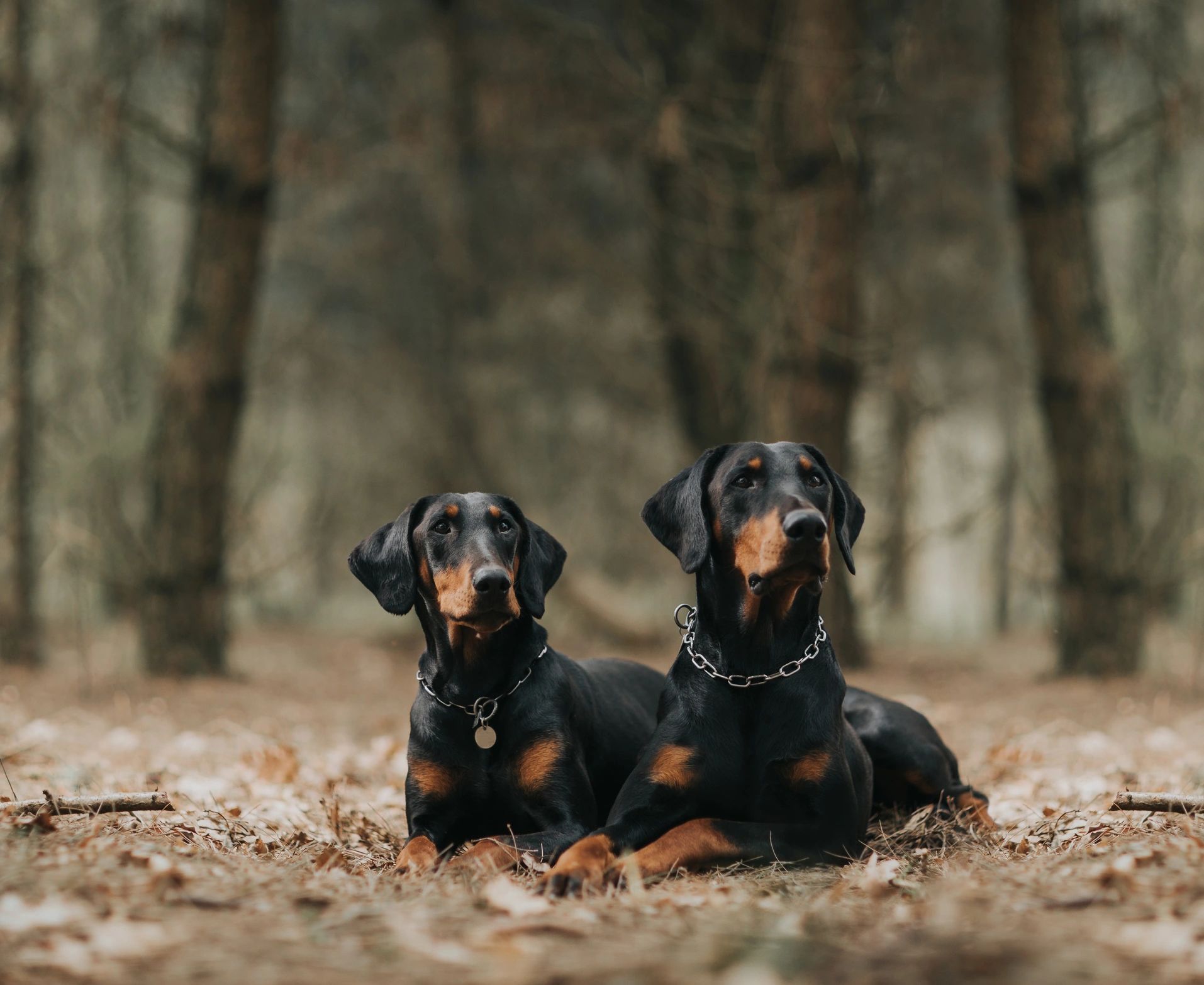 Health-tested European Doberman standing in profile